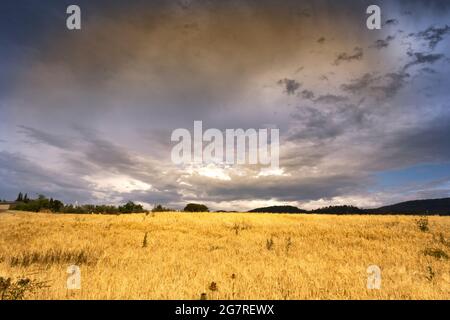 Champ de blé dans une terre agricole contre un ciel nuageux à l'heure d'or. Aucune personne et espace cop vide pour le texte de l'éditeur. Banque D'Images
