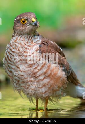 Sparrowhawk eurasien - Accipiter nisus, bel oiseau de proie de la forme des forêts et des bois d'Euroasian, Piémont , Italie Banque D'Images