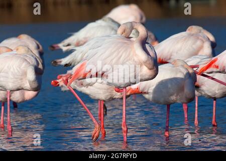 Grand Flamingos Phoenicopterus roseus, Vendicari, Sicile Banque D'Images