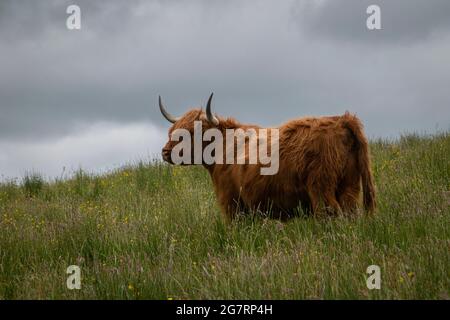 Majestueux bétail des Highlands sur les prairies de l'île de Skye Banque D'Images