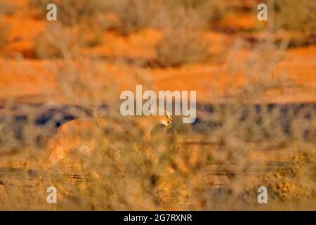 Caracal, lynx africain, dans un désert de sable rouge. Beau chat sauvage dans l'habitat naturel, Kgalagadi, Botswana, Afrique du Sud. Animal face à face marchant sur GRA Banque D'Images