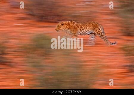 Photo artistique du léopard africain, Panthera pardus, exprimant le mouvement par des techniques de panoramique de caméra. Flou de mouvement de léopard sauvage dans le désert de Kgalagadi Banque D'Images