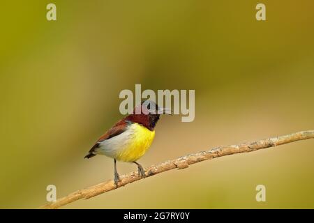 sunbird à rumpe violette, Leptocoma zeylonica, sunbird endémique au sous-continent indien. Oiseau coloré du Sri Lanka. Journée ensoleillée en Asie, sunbird stit Banque D'Images