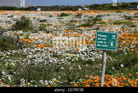 Ne marchez pas dans le panneau de veld qui est situé dans la section Postberg du parc national de la côte Ouest en Afrique du Sud, ouvert seulement pendant la saison des fleurs Banque D'Images