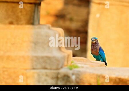 Rouleau assis sur la pierre avec fond orange. Observation des oiseaux en Asie. Bel oiseau coloré dans l'habitat de la nature. Indian Roller d'Anuradhapu Banque D'Images