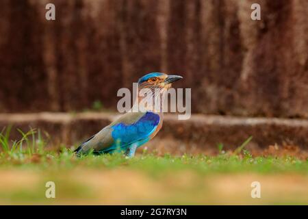 Rouleau assis sur la pierre avec fond orange. Observation des oiseaux en Asie. Bel oiseau coloré dans l'habitat de la nature. Indian Roller d'Anuradhapu Banque D'Images