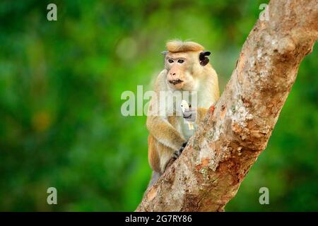 Toque macaque, Macaca Sinica, singe avec soleil du soir, assis sur la branche de l'arbre zhe. Macaque dans un habitat naturel, parc national de Wilpattu, Sri Lanka. Scène de la faune f Banque D'Images