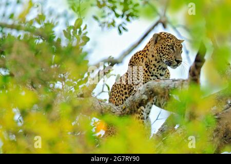 Léopard du Sri Lanka, Panthera pardus kotiya, grand chat tacheté allongé sur l'arbre dans l'habitat naturel, parc national de Yala, Sri Lanka. Leorad caché Banque D'Images