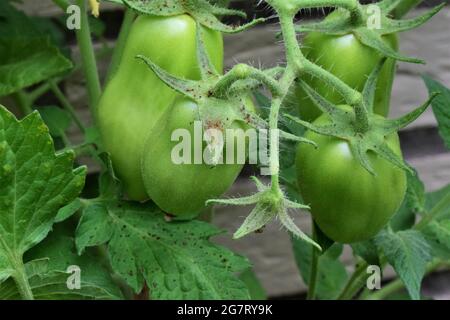 Tomates vertes non mûres sur la tige comme un gros plan Banque D'Images