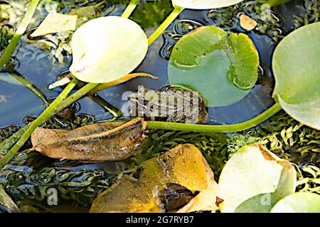 Grenouille en étang Banque D'Images