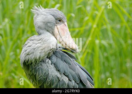 Shoebill, Balaeniceps rex, caché dans la végétation verte. Portrait d'un grand oiseau à bec, Ouganda. Observation des oiseaux en Afrique. Banque D'Images