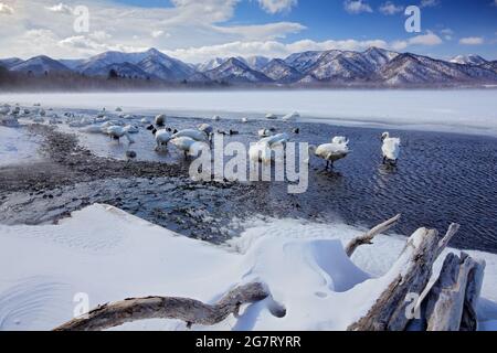 Lac de neige avec glace au Japon. Whooper Swans, Cygnus cygnus, oiseaux dans l'habitat naturel, lac Kusharo, scène hivernale avec neige et glace dans l'eau, brouillard Banque D'Images