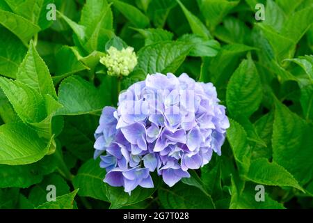 Fleurs bleues et mauves sur un arbuste d'Hydrangea Banque D'Images