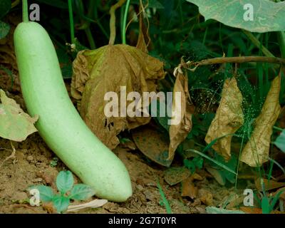 Un seul légume vert gourde biologique couché sur le terrain de l'agriculture du sol sur fond vert naturel. Banque D'Images