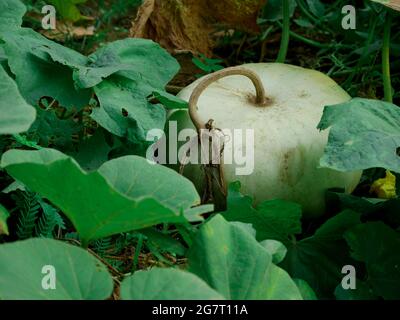 Grand légume de citrouille vert présenté sur le terrain agricole sur fond vert naturel. Banque D'Images