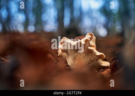 Champignon à chapeau de lait ou lactifluus vellereus dans une forêt d'automne Banque D'Images