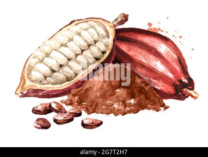 Fèves de cacao avec poudre et gousses. Super-alimentation. Illustration aquarelle dessinée à la main, isolée sur fond blanc Banque D'Images