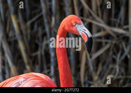 Flamingo des Caraïbes (Phoenicopterus ruber) au zoo d'Albuquerque au Nouveau-Mexique Banque D'Images