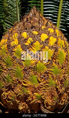 Feuilles nouvelles de palmier sagou (Cycas Revoluta), Minas Gerais, Brésil Banque D'Images