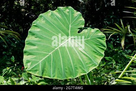 Feuille de Taro (Colocasia esculenta), Minas Gerais, Brésil Banque D'Images