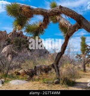 Cadre carré arqué joshua Trees au parc national de Californie Banque D'Images