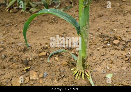 Gros plan des racines de corset des plants de maïs (Zea mays), tiges de maïs qui poussent dans un champ agricole dans la campagne rurale en Allemagne, en Europe Banque D'Images