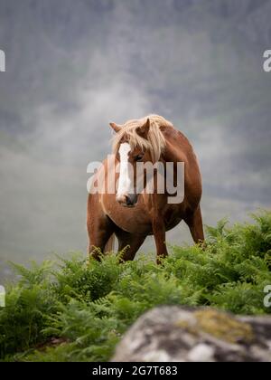 Un poney sauvage dans le Carneddau, Snowdonia Banque D'Images