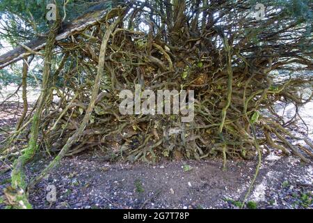 L'if commun (Taxus baccata) forme convulsionnée du dessous des racines d'un arbre tombé sur le sol du fond, Berkshire, février Banque D'Images