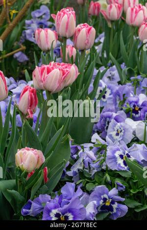 Photo verticale de tulipes roses vibrantes et de pansies violettes dans un jardin Banque D'Images