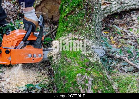 Tronçonneuse coupant dans un arbre déraciné, arraché par le vent lors d'une violente tempête Banque D'Images