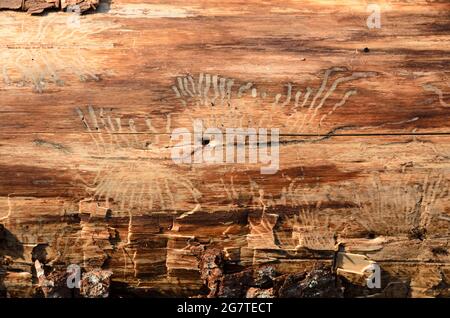 Arrière-plan naturel en bois d'un tronc d'arbre abattu et de galeries d'alimentation, ravageur infesté par le coléoptère d'écorce (Scolytinae), vue rapprochée Banque D'Images