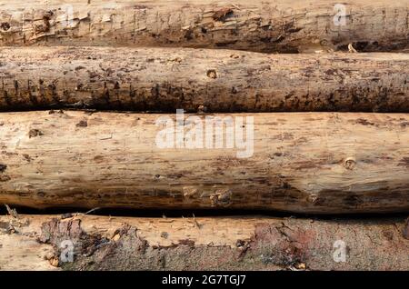 Arrière-plan naturel en bois, troncs d'arbres abattus et écorce Banque D'Images