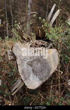 Coupe transversale avec anneaux de croissance d'un vieux tronc d'arbre en décomposition dans une forêt, structure en bois et motifs d'arbre abattu, vue de face Banque D'Images