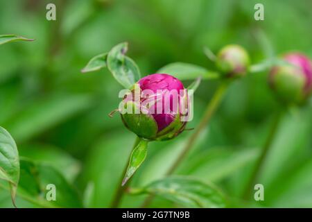 Bourgeons de fleurs de pivoine au printemps Banque D'Images