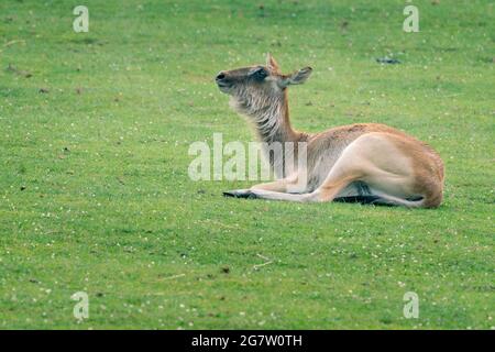 Le jeune barastingha, Rucervus duvaucelii, également appelé cerf des marais, allongé sur un sol herbacé. Espèces de cerfs distribuées dans le sous-continent indien Banque D'Images