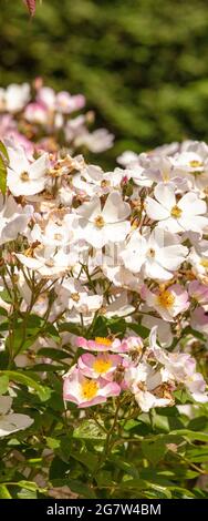 Rosa 'Francis E. Lester', rose 'Francis E. Lester' fleurs en gros plan, portrait naturel de plantes Banque D'Images