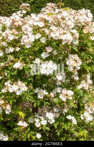 Rosa 'Francis E. Lester', rose 'Francis E. Lester' fleurs en gros plan, portrait naturel de plantes Banque D'Images