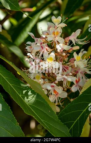 Belle Aesculus indica, châtaigne de cheval indien, fleurs en gros plan, portrait de fleur naturel Banque D'Images