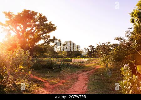 Paysage rural africain avec arbre Baobab sur le terrain. Coucher de soleil paysage de campagne africaine. Silhouette du baobab et autre végétation verte. Banque D'Images