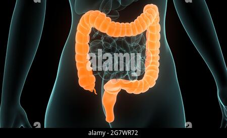 Organes internes humains système digestif Anatomie. 3D Banque D'Images