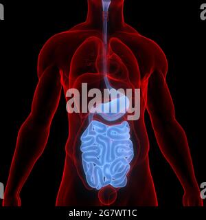 Organes internes humains système digestif Anatomie. 3D Banque D'Images