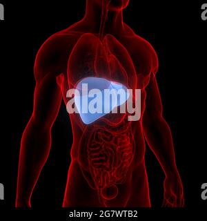 Le foie est une partie du corps humain organes internes Anatomie. 3D Banque D'Images