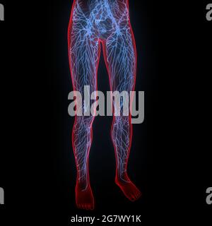 Les ganglions lymphatiques sont une partie de l'anatomie du système interne humain. 3D Banque D'Images