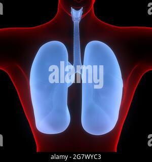 Poumons fait partie de l'anatomie du système respiratoire humain. 3D Banque D'Images