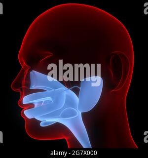 Système digestif humain bouche Anatomie. 3D Banque D'Images
