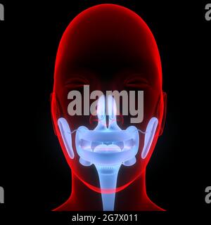 Système digestif humain bouche Anatomie. 3D Banque D'Images