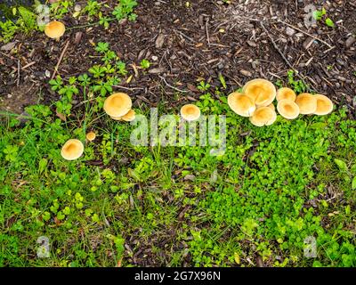 Les premiers champignons jaunes de printemps ont geré dans le jardin en mai Banque D'Images