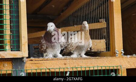 Couple de pigeon brun en forme de curly assis dans un espace arrangé à partir du bois, dans une cage avec une porte ouverte. Race spéciale et très mignon. Concept de paix, d'amour et Banque D'Images