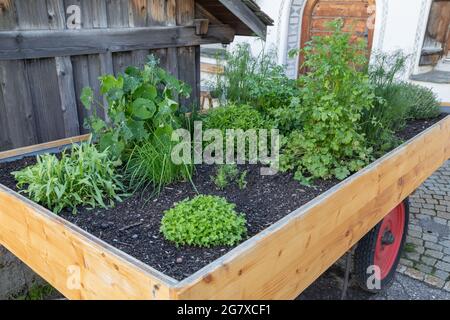 les herbes culinaires poussent dans une remorque Banque D'Images