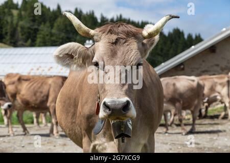vache brune avec cornes sur une ferme suisse Banque D'Images